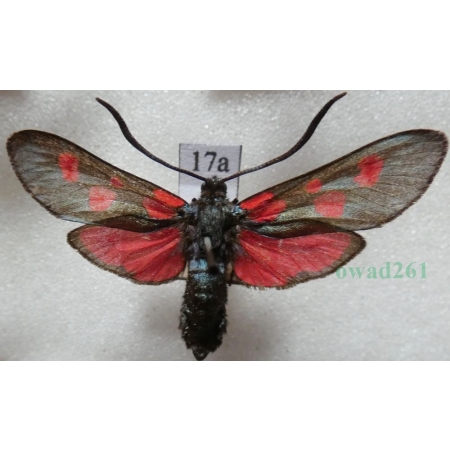 Zygaena lonicerae (Scheven, 1777) Czech17a